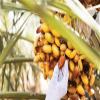 Jomara Dates Filled Mix 3 Flavors (w/ Almond, w/ Pecan, w/ Orange Peel) Individually Wrapped view 4