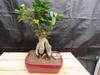 Medium Ginseng Bonsai Tree view 1