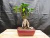 Medium Ginseng Bonsai Tree view 2