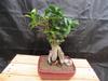 Medium Ginseng Bonsai Tree view 3