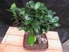 Medium Ginseng Bonsai Tree view 4
