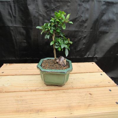 Small Fukien Tea Bonsai Tree (Small)
