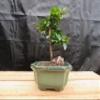 Small Fukien Tea Bonsai Tree (Small) view 2