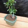 Small Fukien Tea Bonsai Tree (Small) view 3
