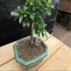 Small Fukien Tea Bonsai Tree (Small) view 4