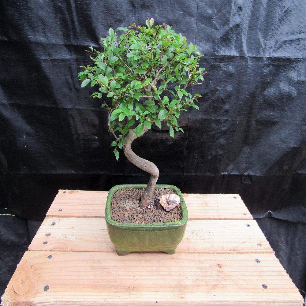 Extra Small Curved Trunk Chinese Elm Bonsai Tree (Extra Small)