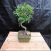 Extra Small Curved Trunk Chinese Elm Bonsai Tree (Extra Small) view 1