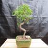 Extra Small Curved Trunk Chinese Elm Bonsai Tree (Extra Small) view 2