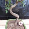 Extra Small Curved Trunk Chinese Elm Bonsai Tree (Extra Small) view 3