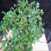 Extra Small Curved Trunk Chinese Elm Bonsai Tree (Extra Small) view 4