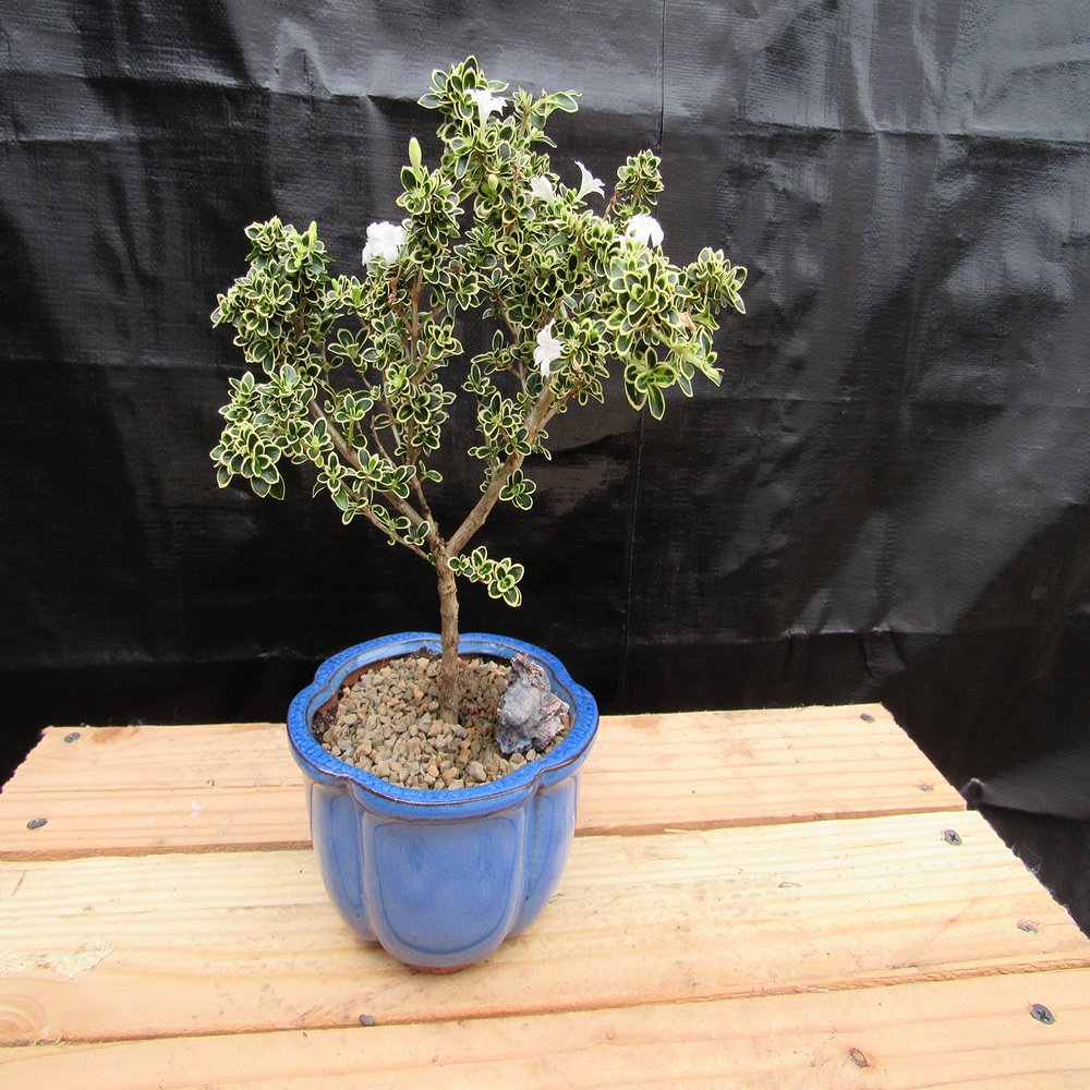 Small Mt. Fuji Serissa Bonsai Tree (Small)