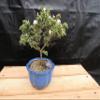 Small Mt. Fuji Serissa Bonsai Tree (Small) view 1