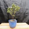 Small Mt. Fuji Serissa Bonsai Tree (Small) view 2