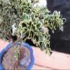 Small Mt. Fuji Serissa Bonsai Tree (Small) view 3