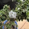 Small Mt. Fuji Serissa Bonsai Tree (Small) view 4
