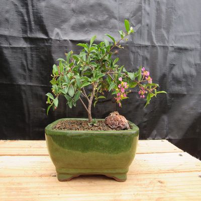 Medium Weeping Barbados Cherry Bonsai Tree (7 Years Old)