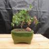 Medium Weeping Barbados Cherry Bonsai Tree (7 Years Old) view 1