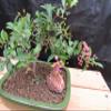 Medium Weeping Barbados Cherry Bonsai Tree (7 Years Old) view 2