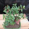 Medium Weeping Barbados Cherry Bonsai Tree (7 Years Old) view 3