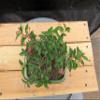 Medium Weeping Barbados Cherry Bonsai Tree (7 Years Old) view 4
