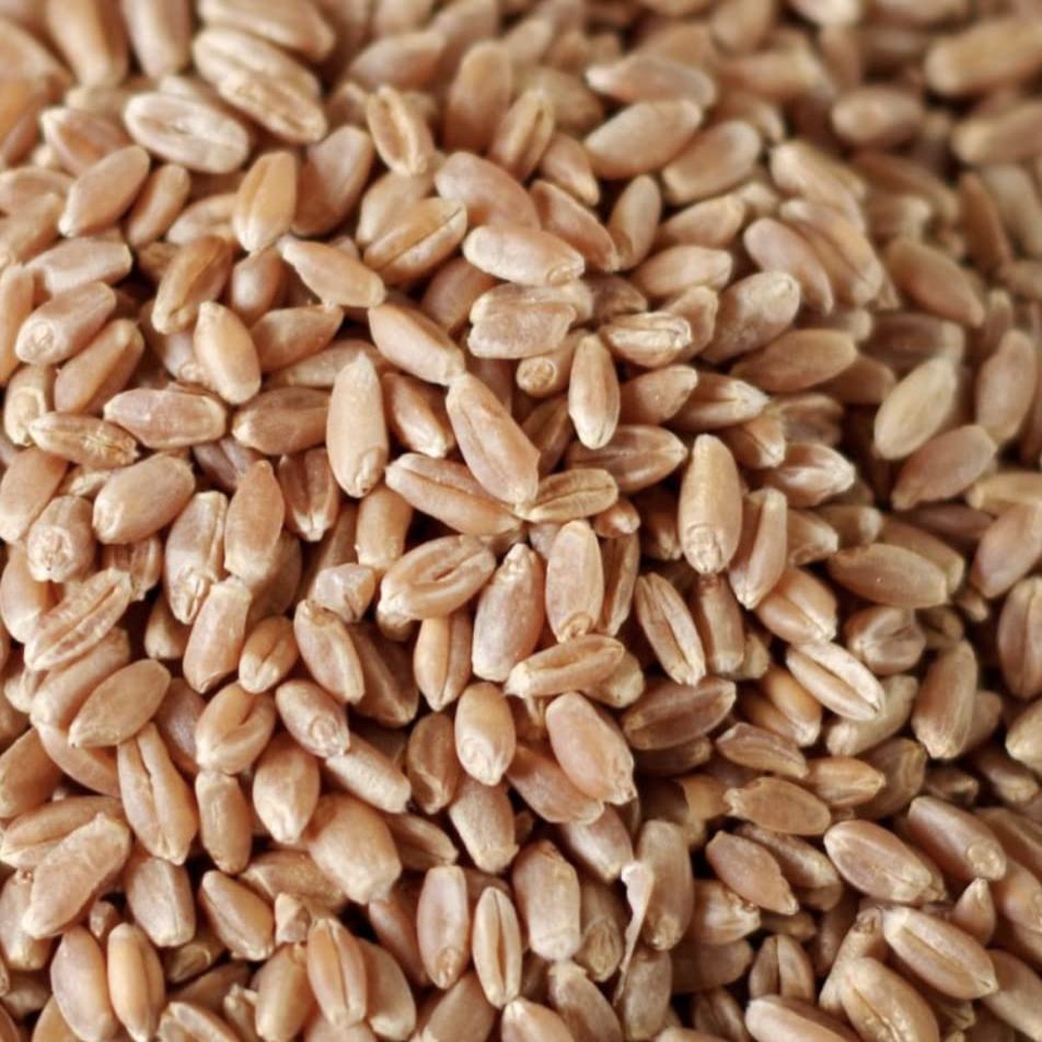 GMO and Chemical-free Hard Red Winter Wheat Berries 50 lbs. Pack of 3