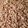 GMO and Chemical-free Hard Red Winter Wheat Berries 50 lbs. Pack of 3 view 1
