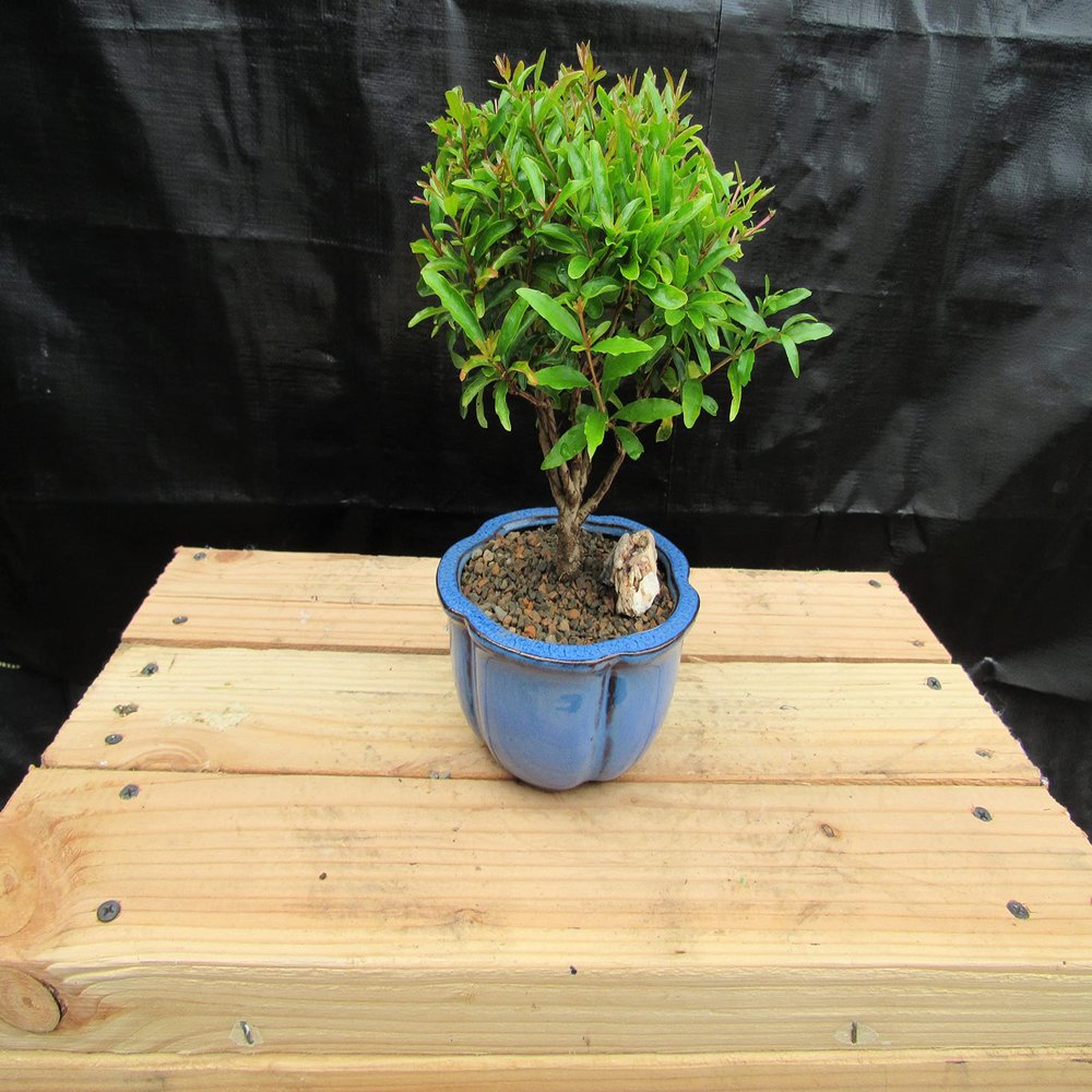 Small Dwarf Pomegranate Bonsai Tree (Small)