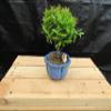 Small Dwarf Pomegranate Bonsai Tree (Small) view 1
