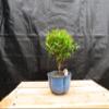 Small Dwarf Pomegranate Bonsai Tree (Small) view 2
