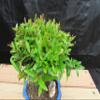 Small Dwarf Pomegranate Bonsai Tree (Small) view 3