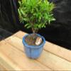 Small Dwarf Pomegranate Bonsai Tree (Small) view 4
