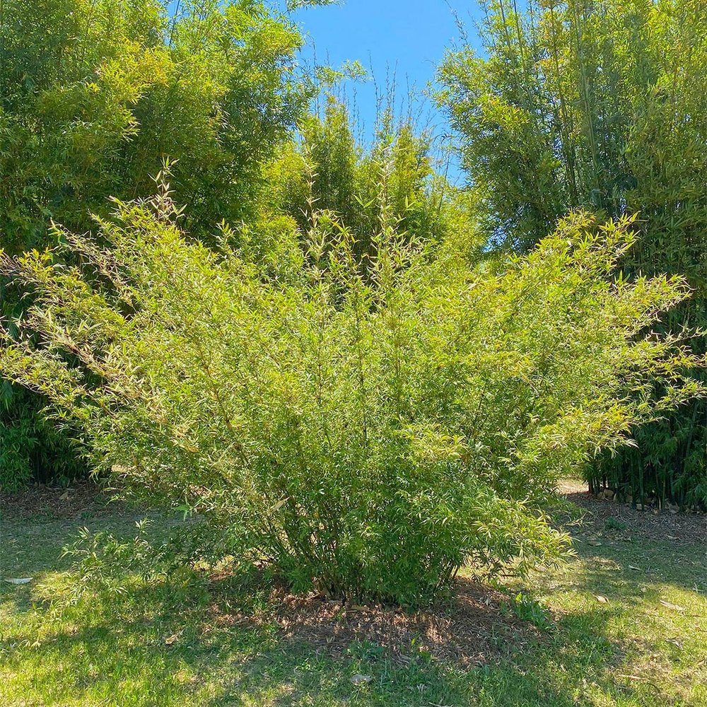 Bambusa multiplex'silverstripe'