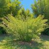 Bambusa multiplex'silverstripe' view 1