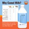 Camel Culture 6 Pint Camel Milk  Grass Fed, Gluten Free, Low Lactose Milk Pint - Pasture Raised & Non-Homogenized Healthy Drinks For Kids & Adults - Non-GMO, Low Fat Health Drink view 4
