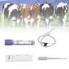 Cow Pregnancy Test, Bovine Cow Rapid Early Pregnancy Test Kit Pregnancy Test Card Livestock Pregnant Testing for Dairy Cow Livestock view 3