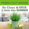 MRS. MEYER'S CLEAN DAY Liquid Dish Soap, Fresh Cut Grass Scent, 16 Ounce Bottle view 4