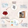 AKARZ Carnation Essential Oil Natural Organic Pure Carnation Oil for Skin Body Hair Care,Diffuser, Candle,Soap,Making, DIY,Massage Aroma 0.34 Fl Oz (10ml) view 2
