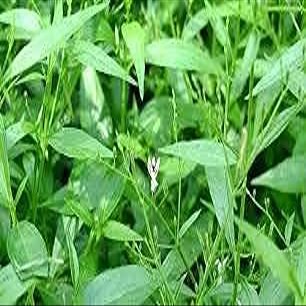 ROSEVILLA Green Chirata | Green Chirtta | Green Chirayata Ark (Ras)-200 ML an Ayurvedic Multipurpose Remedy for All Age, Men Women and Kids.
