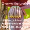 Organic Banana Blossom Powder - Sun Dried Blossom Flowers - Caffeine Free Herbal Drink 4 OZ view 4