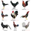 Farmalab B12 B15 for Roosters B15 B12 para Gallos 100 Tablets view 3