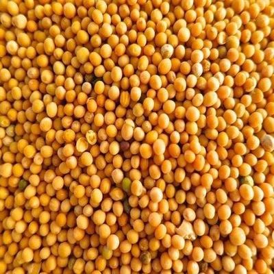 2kg Mustard Seeds Yellow Sarso Seeds PILI sarso(Rai) by Tradebulk