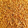 2kg Mustard Seeds Yellow Sarso Seeds PILI sarso(Rai) by Tradebulk view 1