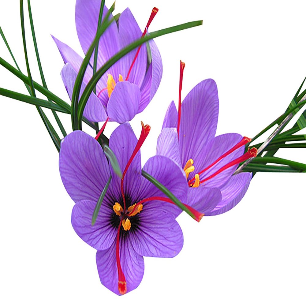 10 Sativus Crocus Corms - Instructions Will be Included