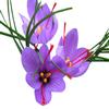 10 Sativus Crocus Corms - Instructions Will be Included view 1