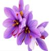 10 Sativus Crocus Corms - Instructions Will be Included view 2