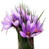 10 Sativus Crocus Corms - Instructions Will be Included view 3