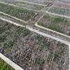 10 Sativus Crocus Corms - Instructions Will be Included view 4