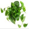 Golden Pothos Plant Live in Hanging Planter Pot Live by Plants for Pets, 1 Count view 2