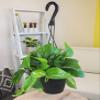Golden Pothos Plant Live in Hanging Planter Pot Live by Plants for Pets, 1 Count view 3