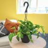 Golden Pothos Plant Live in Hanging Planter Pot Live by Plants for Pets, 1 Count view 4